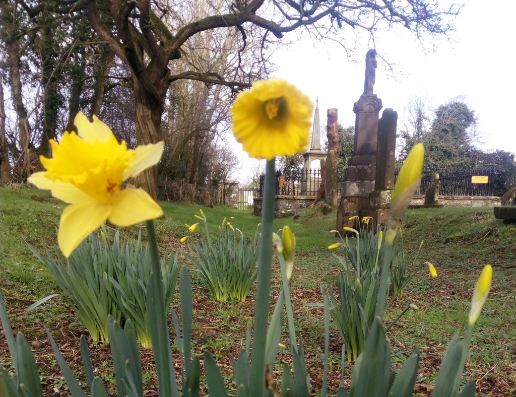 Daffodils on the&nbsp;March