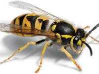 Wasps of Eglish