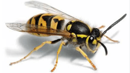 Wasps of Eglish